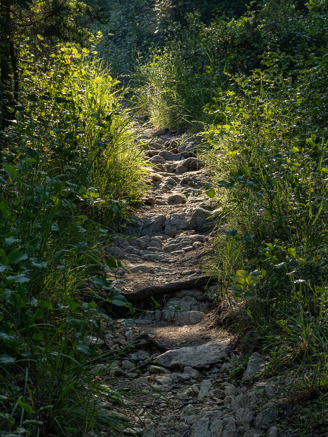 Serpentine barrens rocky path uphill